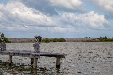 Pelicans on dock in a river in Yucatan, Mexico