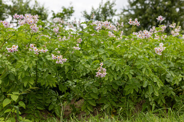 young potatoes in the garden on a sunny day