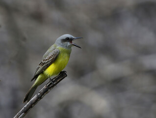 A Tropical Kingbird (Tyrannus melancholicus) screaming from a perch in Yucatan, Mexico.