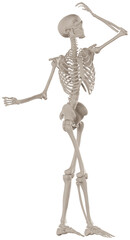 skeleton posing 3d render illustration with transparent background