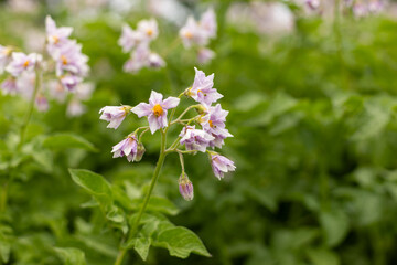 young potatoes in the garden on a sunny day