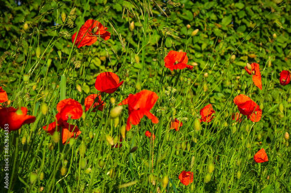 Sticker landscape poppies flowers in green grass