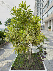 Leaves of Dracaena reflexa commonly called Indian song of Jamaica or pleomele. Plants for Clean Air.