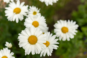 Big chamomile flower in the meadow. Yellow and white flower.
