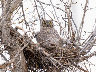 A Great Horned Owl with two owlets in  her nest turns her head completely around to look at the viewer.
