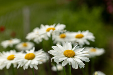 Obraz premium Big chamomile flower in the meadow. Yellow and white flower.