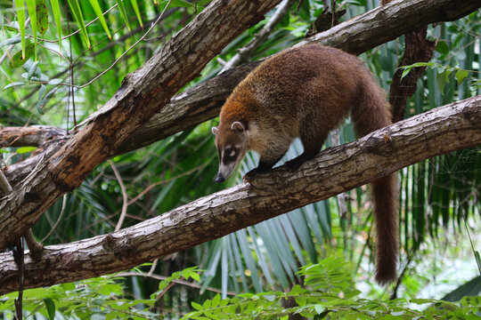 A White-nosed coati (Nasua narica) sitting in a tree, shot in Yucatan, Mexico.