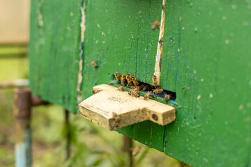 Swarms of bees at the hive entrance in a busy honey bee, flying around in the spring air.