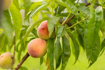 peach fruit ripens on a branch