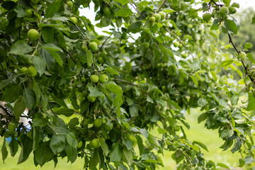 bunches of cherries ripen on a tree branch