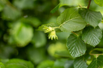 peach fruit ripens on a branch