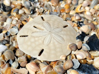 Sand dollar washed up on a shell covered Florida beach. 