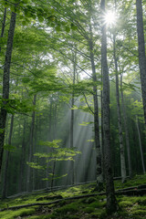 forest background image