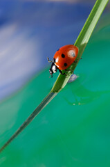 Ladybird and Water