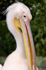 Pink Pelican Pelecanus Onocrotalus