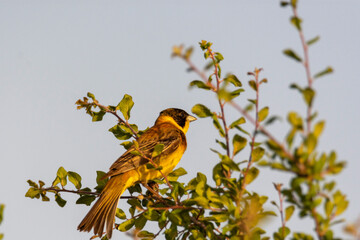 A bird in branch 