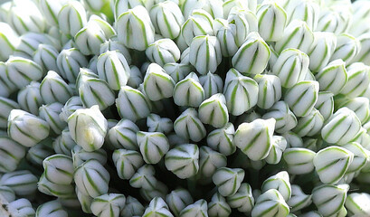 Obraz premium Onion flower close-up, onion cultivation. Medicinal plant. The concept of a good harvest.