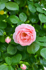 Pink rose in the garden