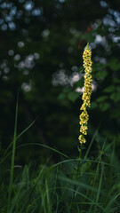 The flower is a black mullein growing in thick grass. Verbascum nigrum