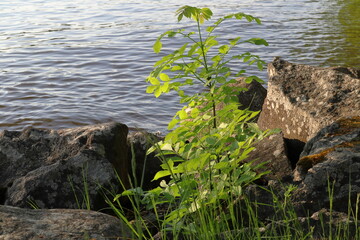 Summer day by the lake. June 2024. Mälaren, Stockholm, Sweden, Europe.