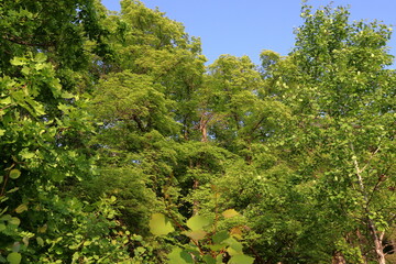 Green forest and blue sky. Summer day. Stockholm, Sweden, 2024.