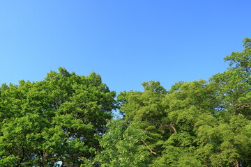Green forest and blue sky. Summer day. Stockholm, Sweden, 2024.
