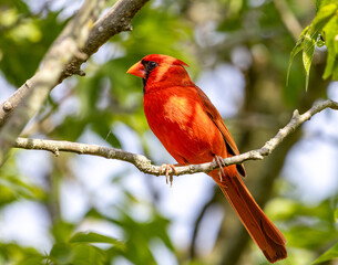 Northern Cardinal on a branch
