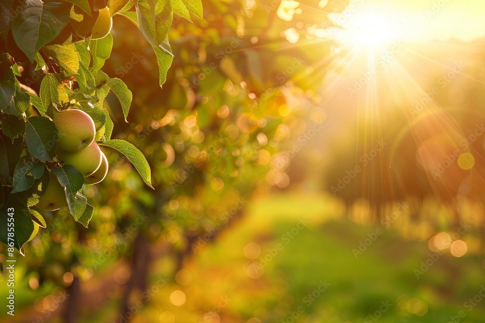 Poster A close-up of apples on a tree branch in an apple orchard with the sun shining through the leaves. Generative AI