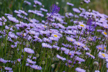Naklejka premium Blooming Erigeron Azur Beauty. Beautiful lavender, purple flowers similar to asters, daisies like yellow baskets with cute petals