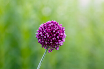 Round onion ( lat. Allium rotundum ) is a perennial herbaceous plant, a species of the genus Onion ( Allium ) of the Amaryllidaceae family