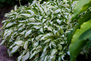 Hosta undulata Mediovariegata in garden. Hosta - an ornamental plant for landscaping park and garden design