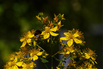 St. John's wort ( Latin- Hypericum ) is a genus of flowering plants in the family Hypericaceae