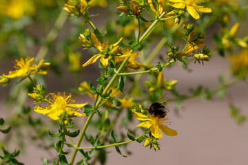 St. John's wort ( Latin- Hypericum ) is a genus of flowering plants in the family Hypericaceae