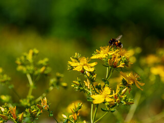 St. John's wort ( Latin- Hypericum ) is a genus of flowering plants in the family Hypericaceae