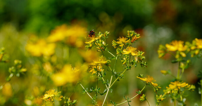 St. John's wort ( Latin- Hypericum ) is a genus of flowering plants in the family Hypericaceae. Growing medicinal plants in the garden. Harvesting medicinal herbs. A plant that is friendly to bees.
