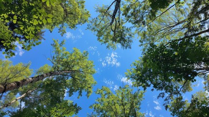 Viewing green trees against the blue sky from below