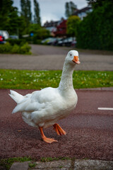 white goose on the grass