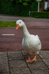 white goose on the street
