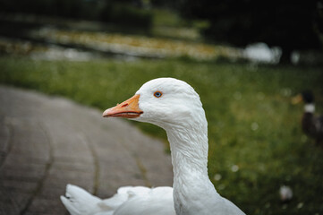 portrait of a goose