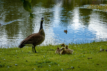 country goose family near water