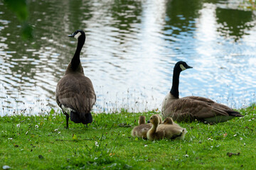 country goose family