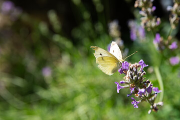 butterfly on a flower