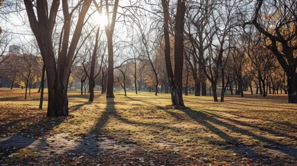 Varieties of trees in the park during winter tree branches without leaves under sunny winter skies