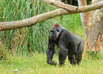 Silverback Western Lowland Gorilla walking through lush green grass, with a wooden frame above him