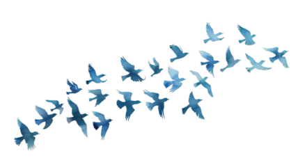 2d flying birds on transparent background