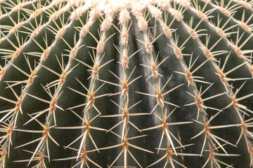 Cactus needles close-up, green succulent close-up, cactus texture, natural background