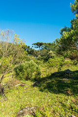 Grassland and Araucaria moist forest in Sao Francisco de Paula, South of Brazil