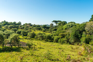 Grassland and Araucaria moist forest in Sao Francisco de Paula, South of Brazil
