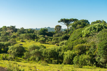 Grassland and Araucaria moist forest in Sao Francisco de Paula, South of Brazil