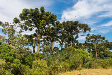 Grassland and Araucaria moist forest in Sao Francisco de Paula, South of Brazil